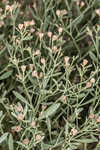 Eastern baccharis